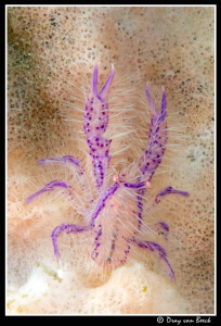 Hairy-squat-lobster by Dray Van Beeck 